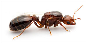 ヒアリの女王蟻